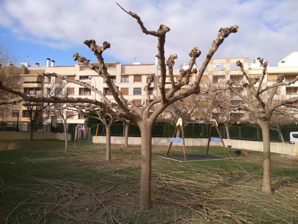 Ontinyent dona llum verda al Calendari de Poda 2020 que atendrà 2000 exemplars d’arbrat viari