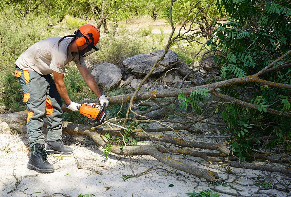 La brigada forestal “Natura 2000” elimina especies invasores als paratges naturals de Fuset, Galindo i Barranc dels Tarongers